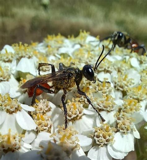 Pollinating Wasp Prionyx BugGuide Net