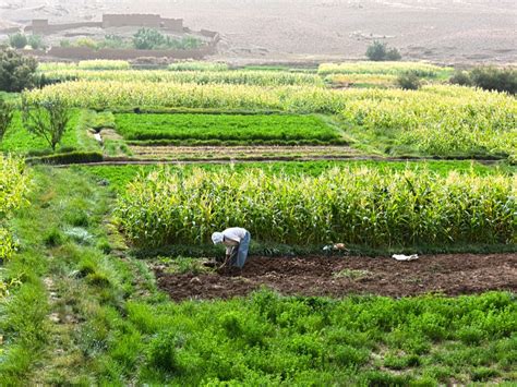 Agriculture Maroc Afrik 21