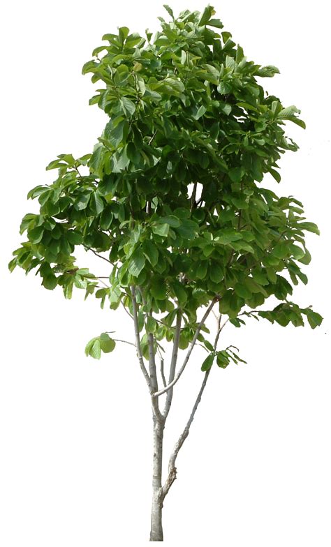 Tree Png Image Free Download Picture Transparent Image Download Size