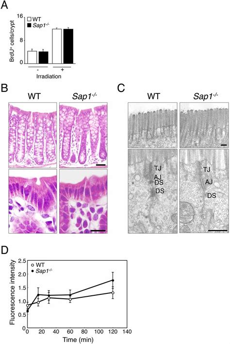 Protein Tyrosine Phosphatase Sap Protects Against Colitis Through