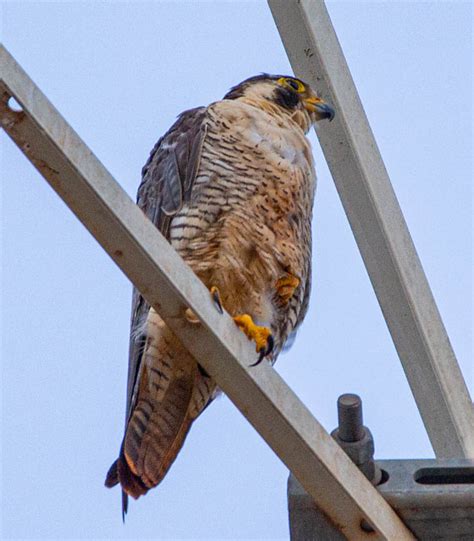 Foto Falc O Peregrino Falco Peregrinus Por Thiago Cardoso Wiki Aves