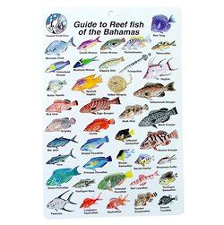 Water Proof Fish Species Guide To Reef Fish Of The Bahamas Amazon Co