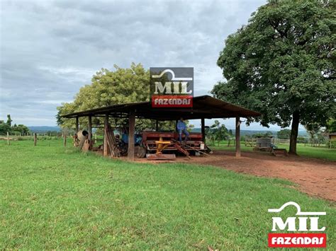 Mil Fazendas Fazenda 64 7 Alqueires 313 15 Hectares Morrinhos GO