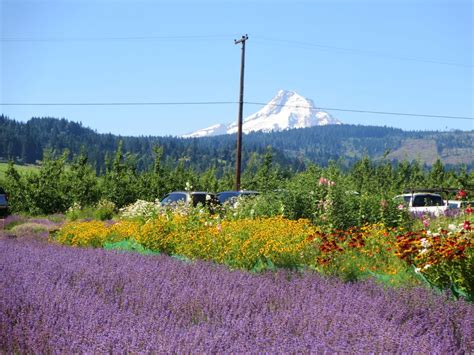Hood River Or Multnomah Falls Mt Hood And A Lavender Festival
