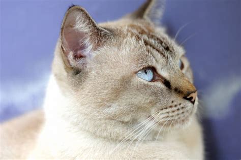 Siamese Lynx Point Cat On Bathtub Stock Image Image Of White Lynx