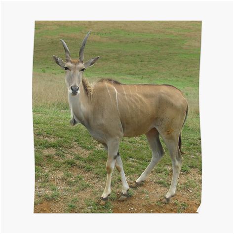 Female Eland Poster By Ginnyy Redbubble