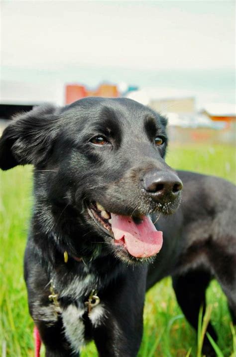 Meet Daisy The Sweet Border Collie Lab Mix