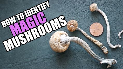 Identify Magic Mushrooms