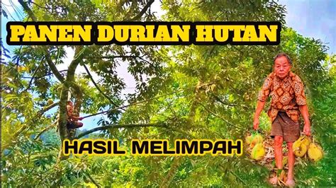 Panen Durian Di Tengah Hutan Buahnya Sangat Lebat Video Durian