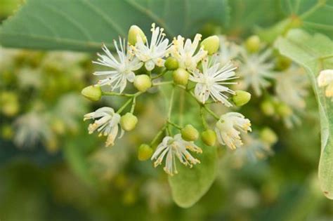 Para qué sirve el tilo Beneficios naturales y relajantes Para Que