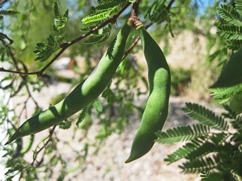 All About Mesquite Or Devil Trees Dengarden