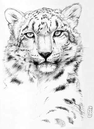 Baby Snow Leopard Drawing at GetDrawings | Free download