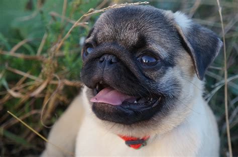 Colores Del Pug Todos Los 4 Tipos De Perros De Raza Pug