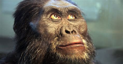 Australopithecus Afarensis Brain Size Cc