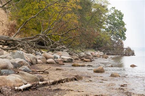 Trees By The Beach Edge In Autumn Stock Photo Image Of Trees Forrest