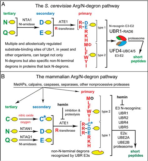 Figure From Five Enzymes Of The Arg N Degron Pathway Form A Targeting