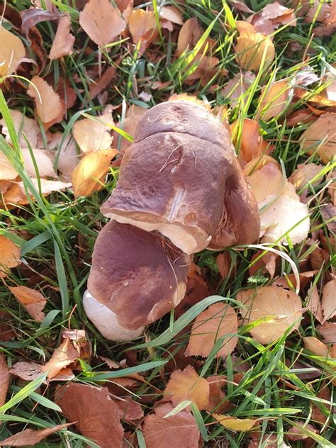 King Bolete From Selwyn NZ CA NZ On May 9 2024 At 03 44 PM By Connor