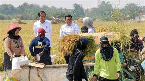 Tinjau Panen Raya Di Indramayu Presiden Pastikan Produksi Beras