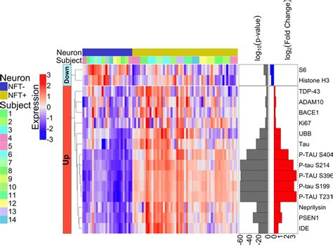 Heatmap Of Differentially Expressed Proteins When Comparing Nfts To Download Scientific Diagram