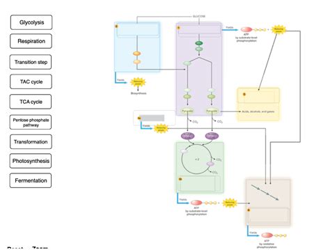 Solved Label The Overview Of The Central Metabolic Pathways Chegg