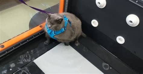 Cat Unsure Of Underwater Workout Sharedots