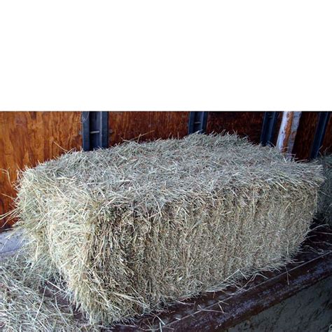 Coastal Hay Bales Miami | Horse and Cattle Feed | Decorative Hay ...