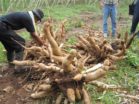 PT GREAT BIG CASSAVA High Yield Cassava Variety By Bambang Danardono