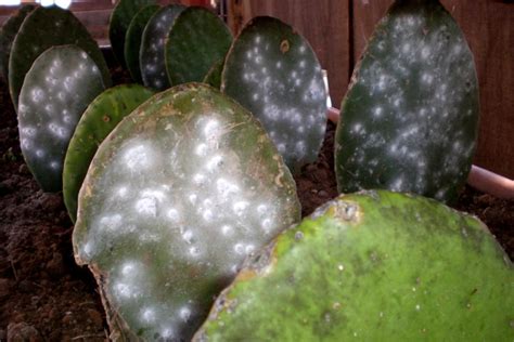 Tipos De Cochinilla Las Variedades M S Comunes