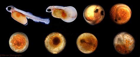 Development Of Rainbow Trout Egg Photo Wp09197