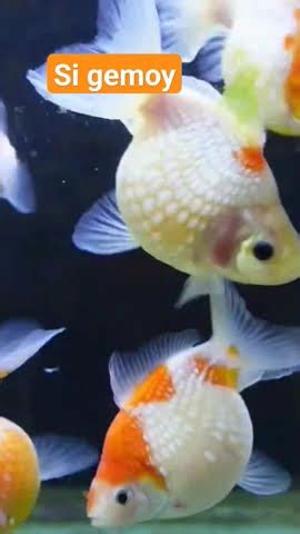 Ikan Koki Mutiara Ikan Ikanhiastawar Fishtank Youtube