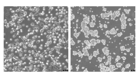 CHO K1 Cell Line A Staple In Biotechnological Research Applications