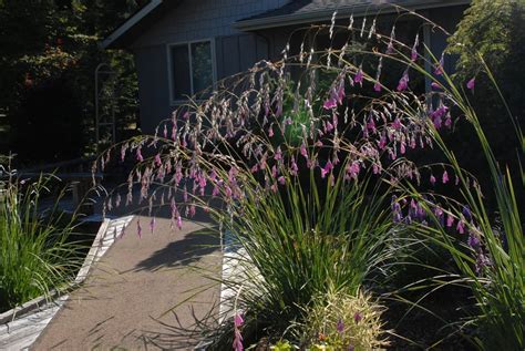 Guide To Growing And Caring For Dierama Plants Thearches