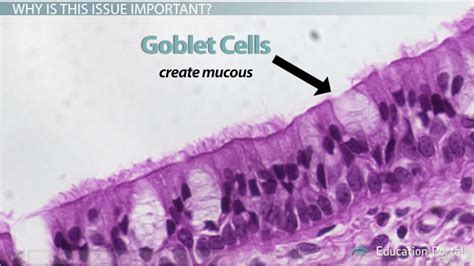 Ciliated Epithelium: Function, Structure & Diagram - Video & Lesson ...