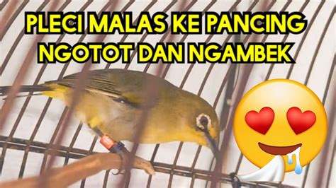 Pleci Ngotot Tembakan Wit Wit Untuk Pancingan Pleci Yang Kurang Ngotot