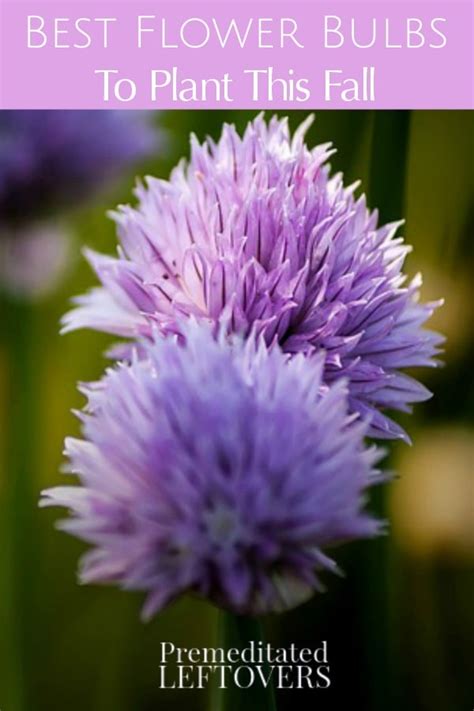 Best Flower Bulbs To Plant This Fall for Spring Flowers