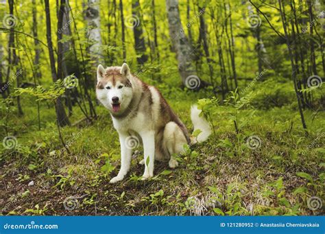 Perfile El Retrato Del Husky Siberiano Libre Y Joven De La Raza Del