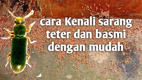 Cara Basmi Teter Tungau Rayap Pemakan Kayu Dengan Mudah Youtube