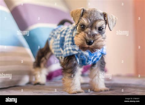 Salt And Pepper Miniature Schnauzer Puppy Dog Stock Photo Alamy