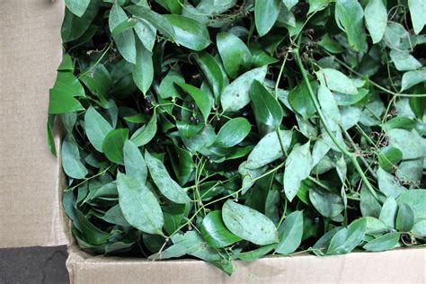 Smilax Stevens And Son Wholesale Florist