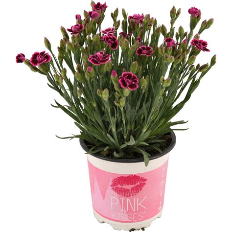 Stauden Nelke Pink Kisses Rosa Violett Topf Ca Cm Dianthus