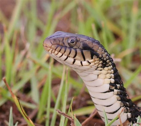 Non Venomous Banded Water Snake At Hogeye Pathway Villages