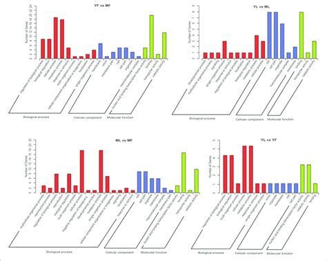 Gene Ontology GO Enrichment Analysis Of Target Genes For The