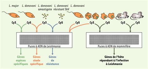 Le parasite Leishmania à lère de la post génomiq M S médecine