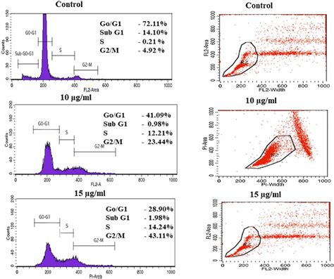 Cell Cycle Analysis Of Hela Cells Treated With Zeolite X For 48 H By Download Scientific