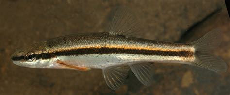 Eastern Blacknose Dace