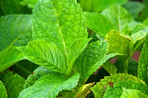 Garden with Green Leafy Plants Stock Image - Image of garden, plants ...