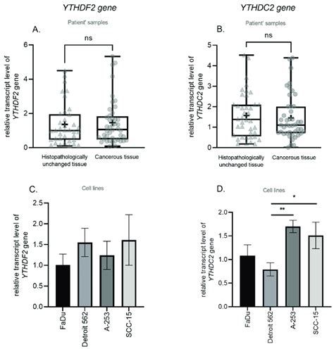 The Transcript Level Of A YTHDF2 And B YTHDC2 Genes In Cancerous