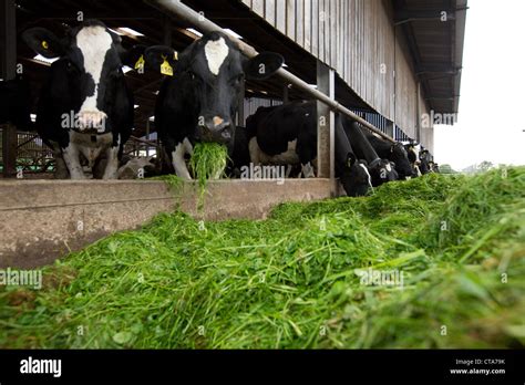 Dairy Cows Eating Silage Stock Photo Alamy