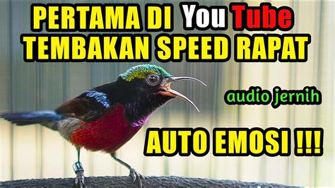 Suara Burung Konin Nembak Rambatan Gacor Full Isian Untuk Pancingan Dan