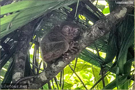 Tarsier Conservation Center • Fabio’s LifeTour